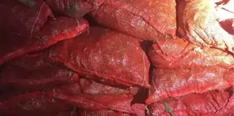 Altınova'da 1 Ton 150 Kilogram Kaçak Midye Ele Geçirildi