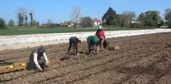 Samsun'un Bafra Ovasında Yazlık Sebzelerin Fidanları Toprakla Buluşuyor