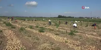 Amik Ovası'nda sıcak havada zorlu hasat: Soğan tarlada 17 TL'den alıcı buluyor