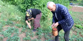 Zonguldak'ta İlk Çilek Hasadı Yapıldı