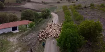 Amasya'da Koyun Sürüleri Yaylaya Erken Göç Etti