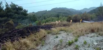 Hatay'ın Dörtyol ilçesinde ormanlık alanda çıkan yangın söndürüldü