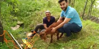 Tunceli'de kuyuya düşen oğlak kurtarıldı