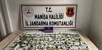 Manisa'da mısır tarlasında 550 kök kenevir ele geçirildi