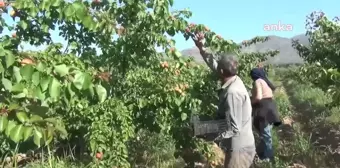 Aydın'da Erkenci Kayısı Hasadı Başladı