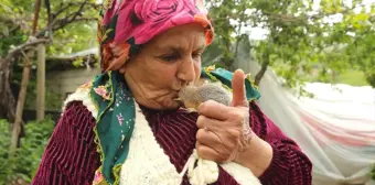 Hakkari'de bulunan sincap yavruları ailenin ilgi odağı oldu