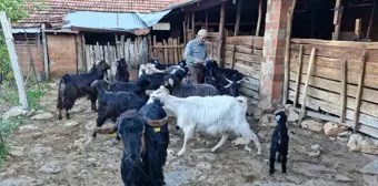 Keçi Çobanı Şiir ve Müzik Yeteneğiyle Dikkat Çekiyor