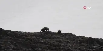 Bayburt'ta ayı evlere girdi ve eşyaları dağıttı