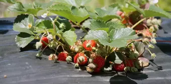 Zonguldak'ta Osmanlı çileği hasat edildi