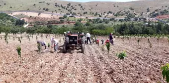 Kahramanmaraş'ta işçi bulamayan yaşlı adam, bahçe işlerini kendisi yapıyor