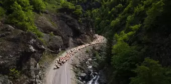 Doğu Karadeniz'de Besiciler Yaylalara Göç Ediyor