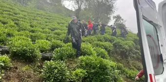 Rize'de çay hasadı sırasında düşen şahıs sedye ile hastaneye taşındı