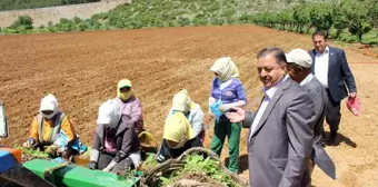 Muğla, Türk ekonomisine turizm ve tarım ile katkı sağlıyor