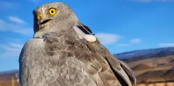 Iğdır'da Göçmen Kuşların Uydudan İzlenmesi