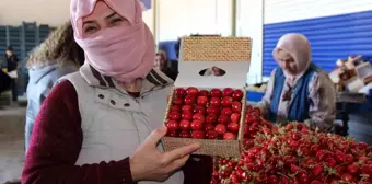 Manisa'da Napolyon ve Salihli kirazlarının hasadı başladı