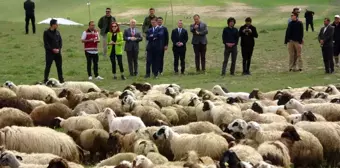 Van'da kuzular anneleriyle buluştu