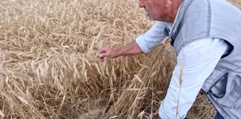 Hatay'da Kuvvetli Yağış Buğday Hasadına Zarar Verdi