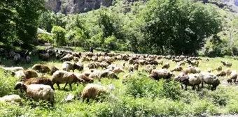 Hakkari'de koyun yüklü tır devrildi, onlarca hayvan telef oldu