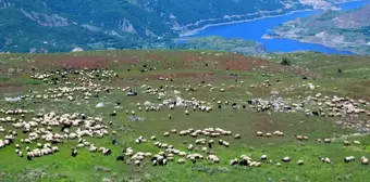 Göçerler Yazın Muş'taki Yaylalara Dönüyor