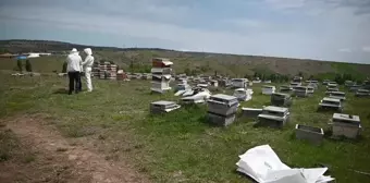 Yozgat'ta gezginci arıcı sayısında büyük düşüş yaşandı