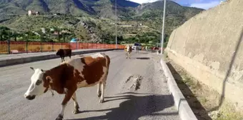 Batman'da Başıboş İnekler Trafiği Tehlikeye Sokuyor