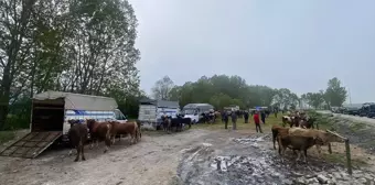 Eflani'de Kurban Bayramı'na sayılı günler kala hayvan pazarlarında hareketlilik devam ediyor