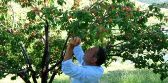 Malatya'da erkenci kayısı hasadı başladı