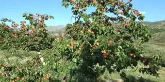 Erkenci kayısıda hasat zamanı