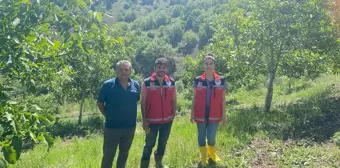 Çekerek İlçe Tarım ve Orman Müdürlüğü ceviz ağaçlarında hastalık ve zararlı kontrolü gerçekleştirdi