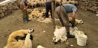 Tunceli'de koyun kırkma dönemi başladı