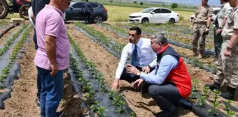 İslahiye Kaymakamı Mehmet Soylu, Kırmızıbiber Üreticilerini Ziyaret Etti