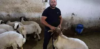 Kahramanmaraş'ta Başıboş Köpek Sürüsü Çiftlikte Faciaya Yol Açtı