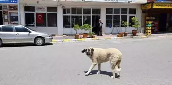 Kapadokya'da Artan Sokak Köpekleri Turistleri Tehdit Ediyor