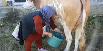 Yozgat'ın Sarıkaya ilçesinde süt üretimi artıyor