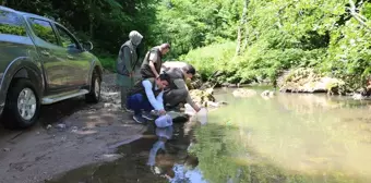 Bursa'da Derelere Yavru Alabalık Bırakıldı