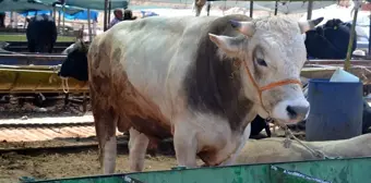 Veteriner Hekiminden Kurbanlık Seçimi İle İlgili Uyarı