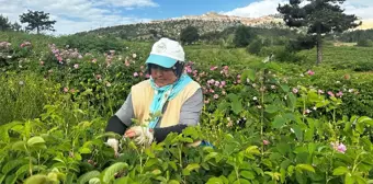 Isparta'da Gül Hasadı Devam Ediyor