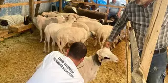 Canik Belediyesi Kurbanlık Pazarında Kontrol ve Denetimlerini Sürdürüyor