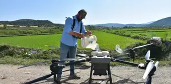 Sinop'ta Çeltik Üreticileri Tarımsal Faaliyetlerde Dron Kullanıyor