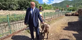 Binali Yıldırım'a dört boynuzlu koç hediye edildi