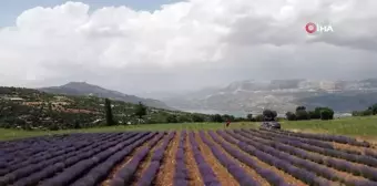 Emekli hemşire lavanta yetiştiriciliğiyle kadınlara örnek oluyor