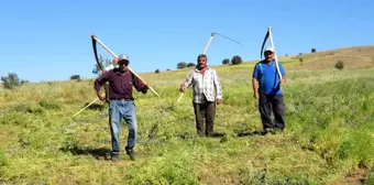 Yozgat'ta Tırpan İşçilerinin Yeşil Mercimek Hasadı Mesaisi Başladı