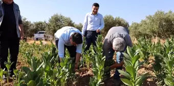 Aydın'ın Karacasu ilçesinde Tütün Hasadı