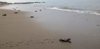 Antalya'da Caretta Caretta Yuvaları Artıyor