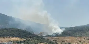 Manisa'da çıkan orman yangını kontrol altına alındı