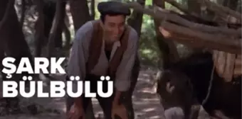 Şark Bülbülü filmi oyuncuları kim, konusu ne, sonu nasıl bitiyor? Şark Bülbülü filmi ne zaman, nerede çekildi?