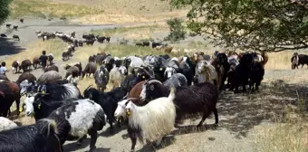 Göçerler Muş'un serin yaylalarında hayvancılık yapıyor