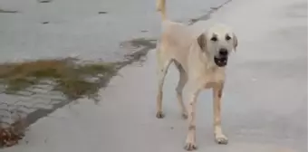 Başıboş köpekler parkta yürüyüş yapan çocuğu bacağından ısırdı