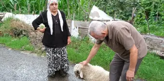 Ordu'da sahipsiz köpeklerin saldırısı sonucu bir kuzu öldü, diğeri yaralandı