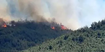 HATAY'DA YANGIN SON DAKİKA! Hatay'da orman yangını söndürüldü mü, son durum nedir? Hatay'da orman yangını nerede çıktı?